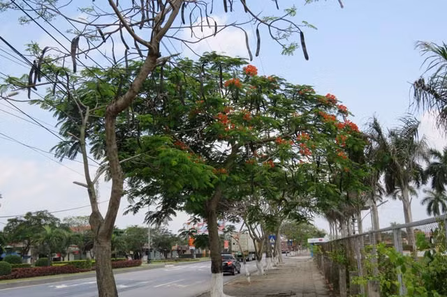 Một vị Phó chủ tịch UBND TP.Hải Phòng cho biết: Sở dĩ hoa phượng năm nay nở muộn không đồng đều là do điều kiện tự nhiên năm nay có hai tháng nhuận. Hiện nay, nhiều cây phượng trên tuyến đường 353 và các tuyến phố khác của Hải Phòng đã bắt đầu nở hoa, tuy không đồng loạt nhưng nếu thời tiết tiếp tục nắng như thế này thì chắc chắn hoa phượng sẽ nở nhiều và rực rỡ trong dịp lễ hội chào đón du khách bốn phương.