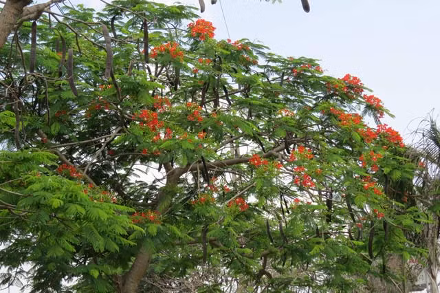 Được biết, năm nay Hải Phòng đã đón bắt được yếu tố thời tiết sẽ làm hoa phượng nở muộn hơn mọi năm nên “Lễ hội hoa phượng đỏ 2017” đã được chọn vào đúng ngày giải phóng Hải Phòng 13.5, muộn hơn so với các năm trước.