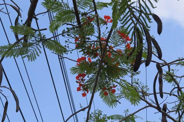 Thời điểm hiện tại, mọi công tác chuẩn bị cho lễ hội đang được Hải Phòng gấp rút hoàn thành. Những bông phượng đầu tiên đã nở sẽ tô thêm ý nghĩa của ngày hội lớn. Chắc chắn người dân Hải Phòng và du khách sẽ được chiêm ngưỡng những bông phượng nở đỏ rực trên cây trong mùa lễ hội trang trọng và hoành tráng của “tháng Năm rợp trời hoa phượng đỏ”.