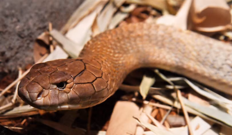 Ho mang chua sut can nghiem trong vi ung thu-Hinh-2