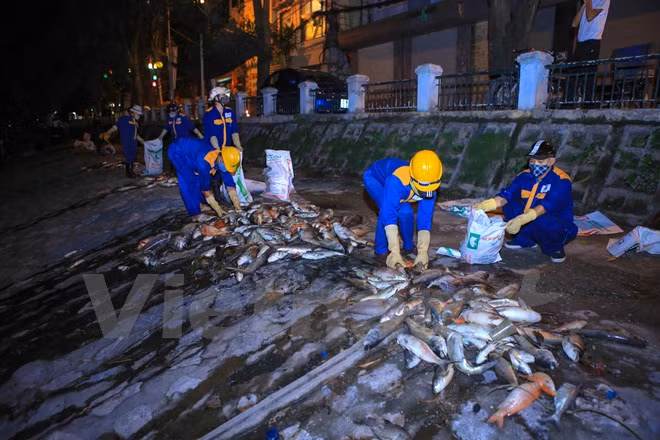Cận cảnh hàng trăm kg cá chết được cho vào bao tải. (Ảnh: Minh Sơn/Vietnam+)