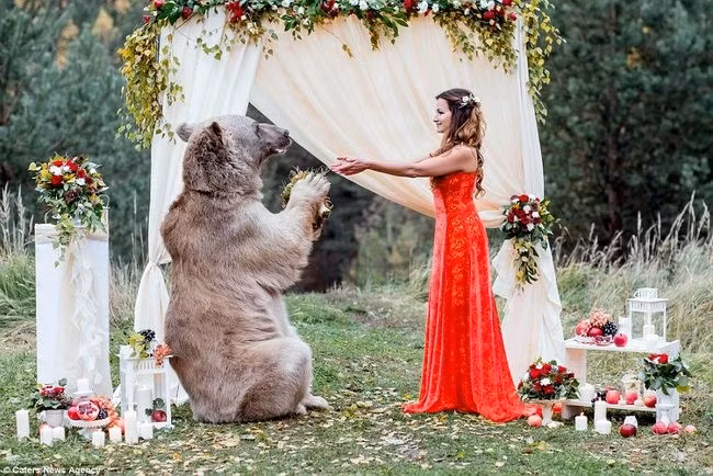 Chị Svetlana cho hay: “Stepan chỉ thích nằm ôm chúng tôi trên ghế sofa. Chú gấu này rất yêu quý con người. Chúng tôi coi Stepan như một thành viên trong gia đình và chưa bao giờ bị Stepan cắn".