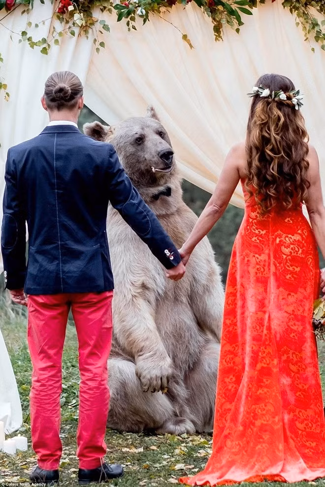 Chú rể Denis chia sẻ: "Stepan là chú gấu hiền lành. Tôi hơi sợ nhưng cảm giác ôm một con gấu nâu khổng lồ đối với tôi rất khác biệt. Vợ chồng tôi sẽ nhớ ngày này mãi mãi”.