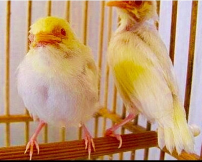 Giới chơi chim lại thêm 1 lần nữa bị “khuynh đảo” khi ông vua chim màu Việt Nam ra mắt tổ chim hoàng khuyên non chân hồng, mỏ hồng, mắt ruby ngọc đen, mà anh mua được của người buôn chim ở vùng dân tộc, khi những chú chim này mới nở và còn ở trong tổ với giá 100 triệu cho cả tổ gồm 3 chim non, trong đó có 1 chú chim hoàng khuyên.