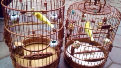 Lúc bấy giờ, hai chú chim quý này từng chinh phục giới chơi chim bởi sự quý hiếm thể hiện ở: Chân hồng, mỏ hồng, mắt ngọc đỏ ruby. (Ảnh: Hai chú chim hoàng khuyên non có xuất xứ từ Ninh Bình khi trưởng thành).