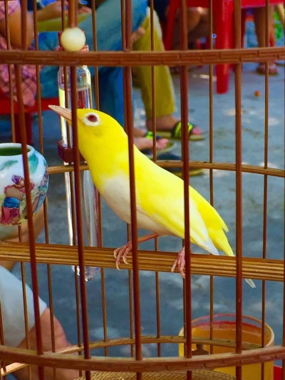 Ông vua chim màu Việt Nam - Chương Tailor hiện đang sở hữu 1 trong 2 chú chim quý hiếm này.