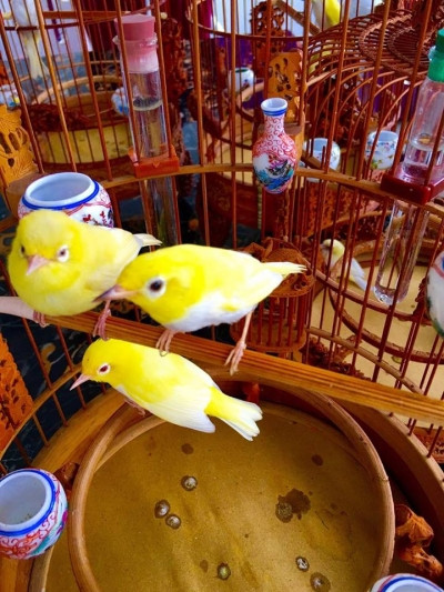 5 năm sau, giới chơi chim lại thêm 1 lần nữa bị “khuynh đảo” khi ông vua chim màu Việt Nam ra mắt tổ chim hoàng khuyên non chân hồng, mỏ hồng, mắt ruby ngọc đen.