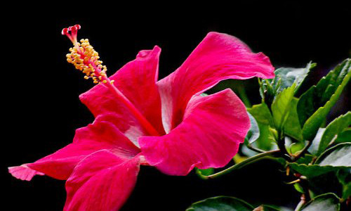 Nhung loai hoa tuyet doi tranh cung vao Ram thang 8