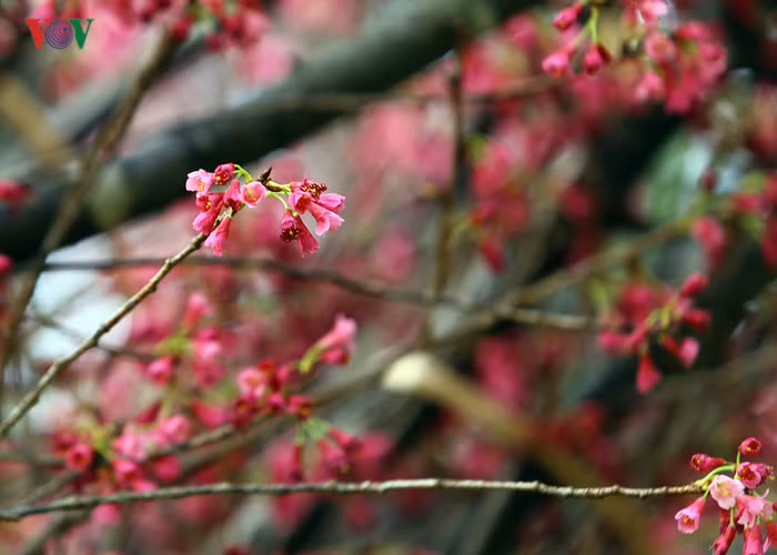 Lễ hội hoa anh đào là một trong những hoạt động nằm trong chương trình giao lưu văn hoá Nhật Bản nhằm giới thiệu, quảng bá hình ảnh, nét đẹp văn hoá, đất nước và con người Nhật Bản đến người dân Hà Nội.