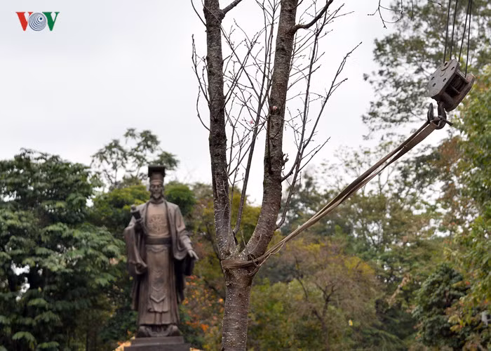 Đây là năm thứ 2 Sở VH-TT Hà Nội tổ chức lễ hội hoa anh đào, năm 2016, lễ hội đã trưng bày 5 cây hoa anh đào và 10.000 cành hoa. Dự kiến năm nay sẽ có khoảng 150-200 cây và 7000 cành hoa được trưng bày tại lễ hội hoa anh đào 2017.