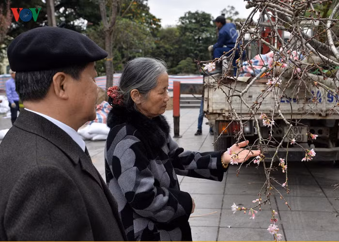 Vợ chồng bác Khanh (Mễ Trì) cho biết: Hy vọng lễ hội thành công như năm ngoái. Thời điểm này thấy cây ít hoa, nên tôi thấy hơi lo".