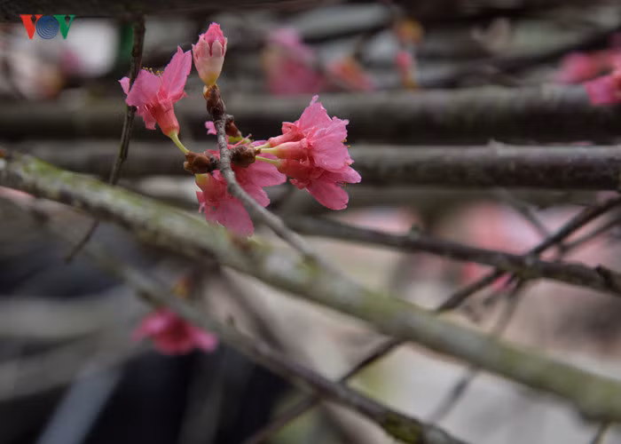 Hoa anh đào có 3 màu là màu trắng, hồng và đỏ. Thời gian tồn tại của một bông hoa anh đào thường kéo dài từ 7 đến 15 ngày, trung bình là khoảng 1 tuần. Tùy theo từng chủng loại hoa và điều kiện môi trường thời tiết mà tuổi thọ của hoa anh đào khác nhau.