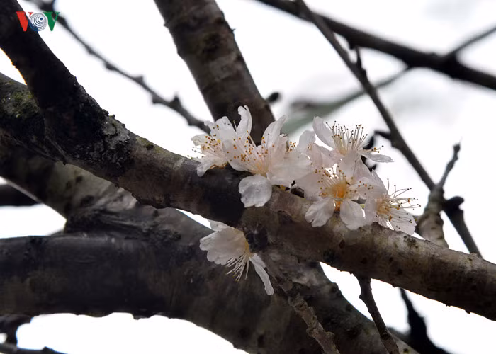 Có khoảng 6 loại hoa anh đào phổ biến ở Nhật Bản tượng trưng cho sắc đẹp, sự mong manh và trong trắng...