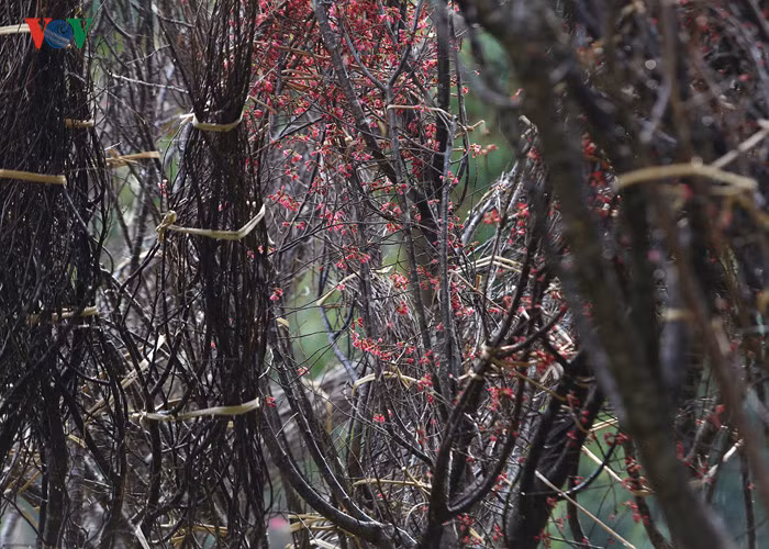 Hoa anh đào Nhật Bản thường gắn liền với hình ảnh võ sĩ Samurai với ý nghĩa hoa anh đào không thể đẹp nếu đứng một mình, hoa chỉ thực sự đẹp khi nở rộ thành tảng mây hoa rực rỡ. Giống như con người và đất nước Nhật Bản – họ kiên cường, đoàn kết tạo nên một sức mạnh dân tộc.
