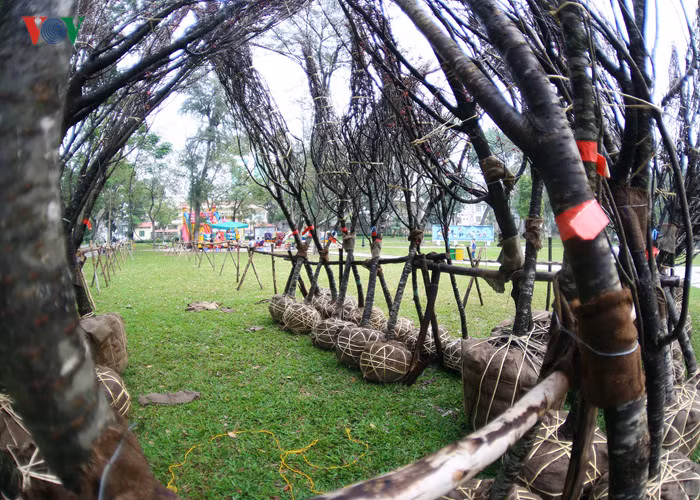 Mỗi cây anh đào đều được đánh mã số riêng để dễ quản lý và chăm sóc.