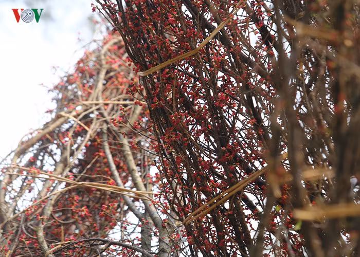 Đến 10/3, toàn bộ các cây sẽ được di chuyển đến khu vực vườn hoa Lý Thái Tổ phục vụ Lễ hội hoa anh đào 2017.