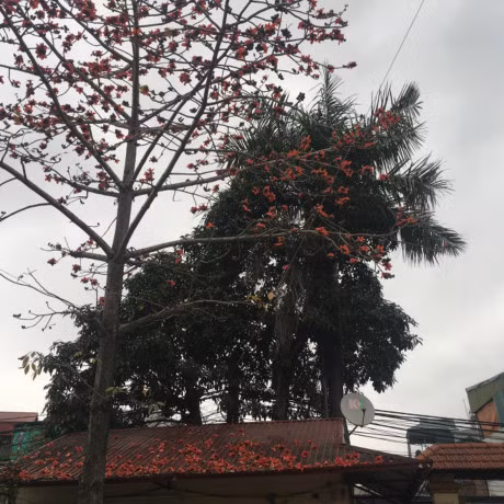 Cây hoa gạo mới được trồng ở đình làng Định Công (Hoàng Mai, Hà Nội).