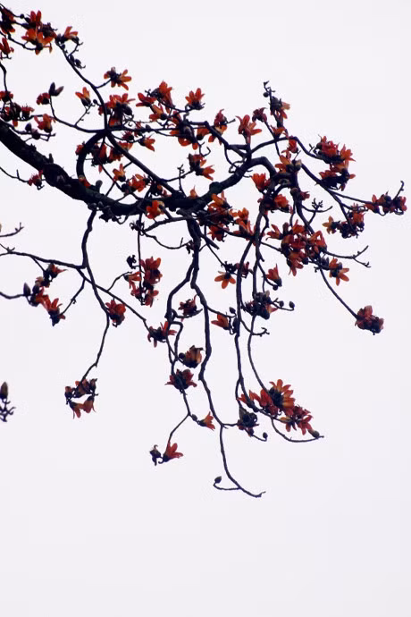 Chính vì vậy mà mỗi mùa hoa gạo nở, người ta lại nhớ về tuổi thơ nơi tình yêu, tình bạn, tình người được hun đúc và xây đắp. Vì thế mà những câu chuyện tình yêu nam, nữ đã viết lên thành những câu thơ hay như trong chuyện cổ tích: "Lửa hạ nhen hồng lên dáng hoa Đường thôn thắm đỏ sắc quê nhà Em nhắn: đang mùa hoa gạo nở Anh về ôn chuyện Mộc Miên xưa!"