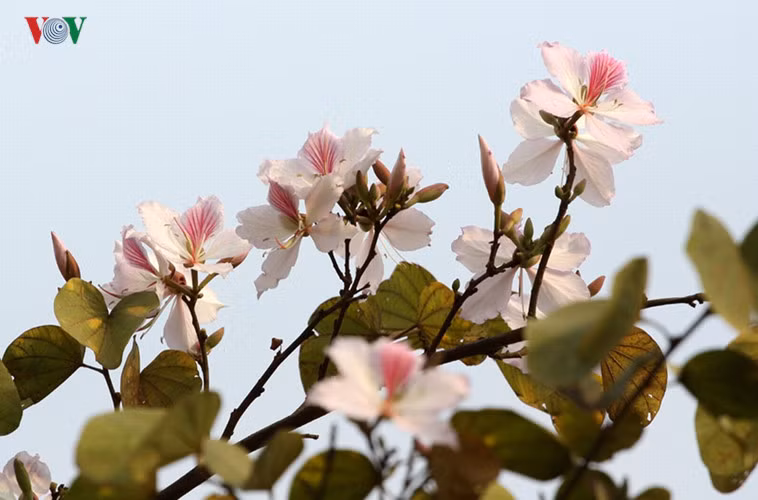 Hoa ban là loài hoa mang đậm bản sắc của núi rừng Tây Bắc được nhắc nhiều trong câu chuyện tình huyền thoại giữa chàng Khum và nàng Ban của đồng bào dân tộc Thái.