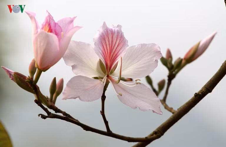 Tại thành phố Lai Châu, hoa ban cũng được trồng ở nhiều tuyến phố.