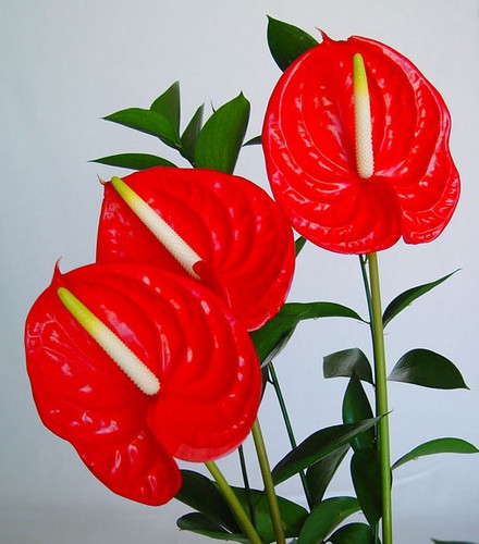 Cây hồng môn (chi Anthurium) Gồm khoảng 1.000 loài, hồng môn thường được trồng làm cảnh hoặc dùng để cắm hoa. Tuy nhiên, cũng là một cây thuộc họ ráy như vạn niên thanh và môn kiểng, hoa hồng môn chứa chất độc Calcium Oxalate có thể gây tử vong cho con người.
