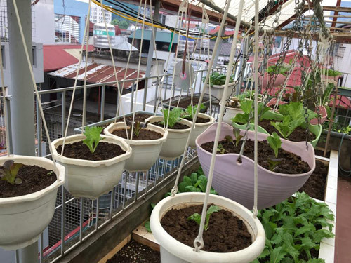 Vườn rau của chị Hà được thiết kế rất thông minh. Phía trên chị lập mái che trong suốt để bảo vệ cây lúc mưa gió đồng thời đảm bảo đủ ánh sáng cho cây sinh trưởng. Sân thượng 50m2 được chia đều thành các ô ngăn nắp, sạch sẽ, mỗi ô chị trồng một loại cây. Ngoài ra chị còn thiết kế giỏ treo để trồng các loại rau cần ít đất, nhiều nắng để tận dụng tối đa diện tích.