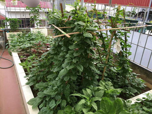 Mồng tơi leo kín giàn.