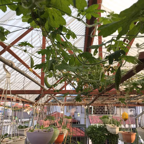 Thich mat voi vuon rau an khong xue cua ba me Ha thanh