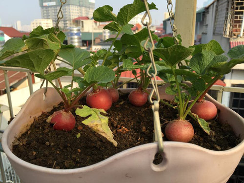 Củ cải đỏ cũng được trồng trong giỏ treo.