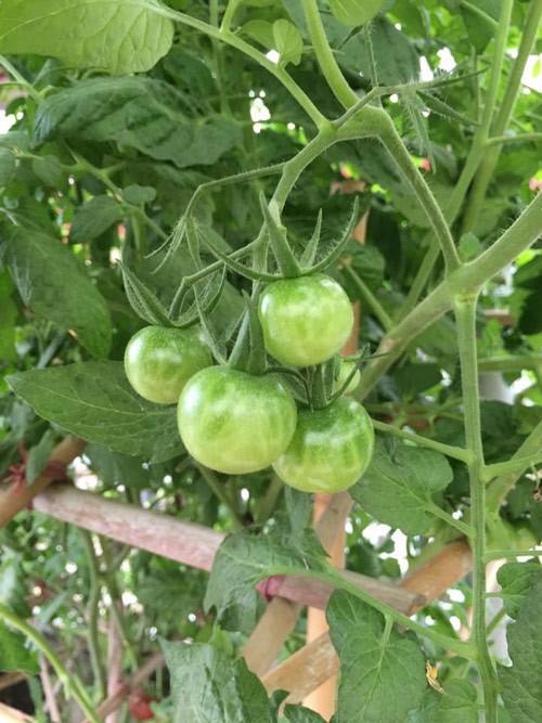 Cà chua chocotale sai trĩu cành. Giống cà chua này khi chín có màu rất đẹp mắt.