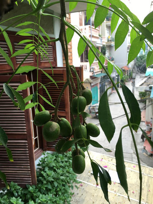 Chị Hà cho hay, để gây dựng lên vườn rau hiện tại, chị không có bí quyết nào quá đặc biệt. Bí quyết duy nhất của chị là "chăm chỉ, chăm chỉ và thật chăm chỉ".