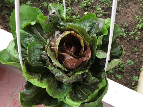 Sau đó, khi chuyển nhà một lần nữa, bà mẹ Hà thành quyết định mạnh tay đầu tư, xây bồn trồng rau và lợp mái che như hiện tại. "Mái được chống thấm hai lớp với keo chống thấm, màng lưới chống thấm và một lớp xi măng bóng. Sau đó, tôi lát gạch sàn và chia ô. Giữa các bồn đất có ống dẫn nước ngang để thoát nước nên không lo bị ngập úng", chị Hà cho hay.