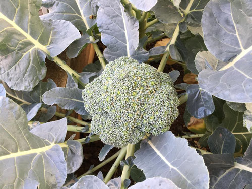 Chị phân chia vị trí trồng các loại rau rất cẩn thận. Rau thơm trồng cố định ở một khu vực, rau quả theo mùa thì trồng ở các khu vực riêng để luân phiên đảo đất.