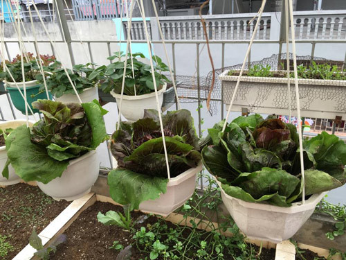 Những loại rau yêu thích được chị Hà trồng trong các giỏ treo, vừa cho năng suất vừa tiết kiệm diện tích.