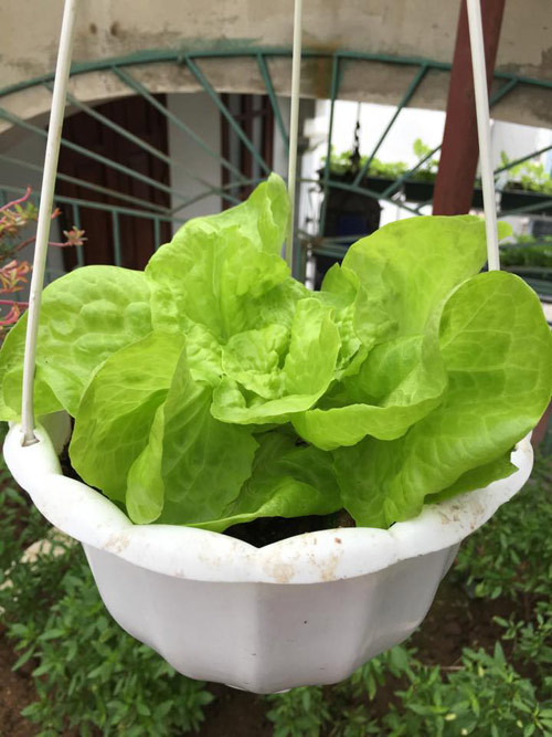 Xà lách là loại rau chị Hải đặc biệt thích trồng vì gieo hạt nhanh lên, ít bị sâu bệnh lại không cần quá nhiều đất (chỉ cần nhiều nắng). Chị thường tận dụng giỏ treo để trồng, khi xà lách to kín miệng chậu, trông rất giống một bông hoa màu xanh.