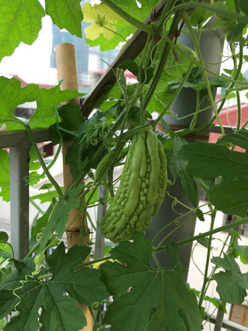 Vườn rau sạch cung cấp đủ nhu cầu ăn rau của cả gia đình chị Hà. Mùa nào thức ấy, hầu như gần chục năm nay, chị không phải ra chợ mua rau.