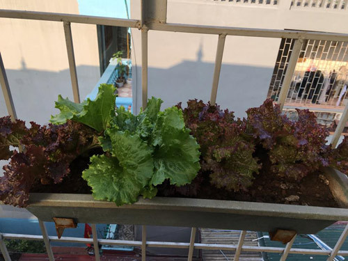 Toàn bộ đất trồng rau là đất phù sa sông Hồng. Chị Hà cho hay, chị rất ít khi trồng rau trái mùa bởi, như vậy năng suất không cao hơn nữa lại dễ gây sâu bệnh cho cả khu vườn.