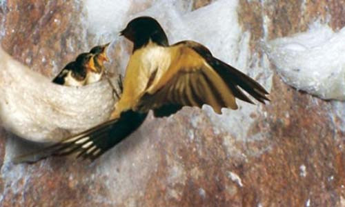 Ky la hang ngan chim yen do don ve Sam Son