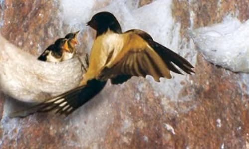 Ky la hang ngan chim yen do don ve Sam Son