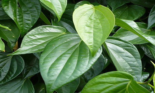 Ca doi chang can tay long neu su dung nuoc nay dung cach