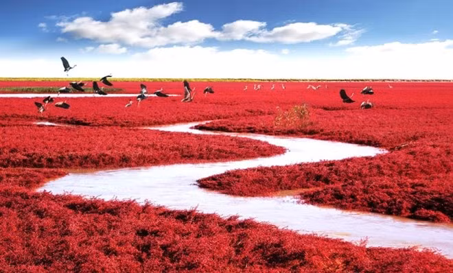 Nơi đây được gọi là biển Đỏ (Trung Quốc) vì khu vực rộng lớn này được bao phủ bởi một loài cỏ dại đỏ. Loài cỏ này bắt đầu mọc và phát triển nhanh từ tháng 4, 5 và vẫn giữ sắc xanh trong suốt mùa hè như bao loài cỏ bình thường khác.