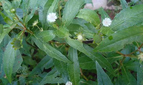 Loai cay la than duoc co no ca nha khong om dau ma ai cung tho o