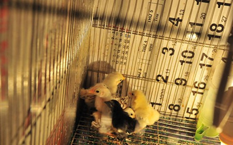 Nuôi gà không tốn diện tích và thức ăn, kỹ thuật nuôi lại đơn giản nhưng đem lại hiệu quả kinh tế rất cao.