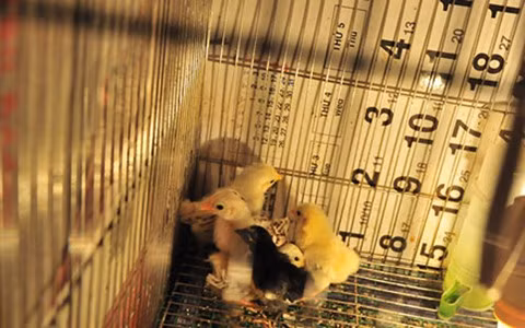 Nuôi gà không tốn diện tích và thức ăn, kỹ thuật nuôi lại đơn giản nhưng đem lại hiệu quả kinh tế rất cao.