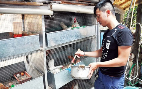 Anh Trần Linh Huế ở 188/21 phố Quán Thánh, quận Ba Đình, là một trong những người trẻ đầu tiên chơi gà cảnh Serama tại Hà Nội và hiện sở hữu số lượng gà Serama lớn nhất miền Bắc.