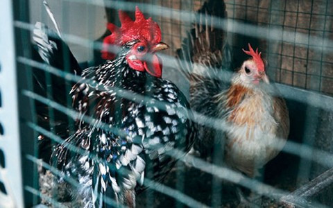 Đây là loại gà có vẻ đẹp vương giả, quý tộc, chỉ cao bằng gang tay, trọng lượng từ 300 - 500 gram.