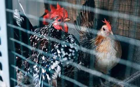 Đây là loại gà có vẻ đẹp vương giả, quý tộc, chỉ cao bằng gang tay, trọng lượng từ 300 - 500 gram.