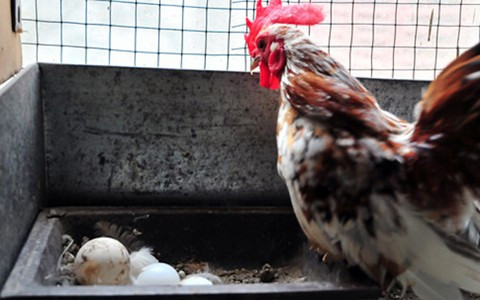 Du nhập vào Việt Nam mới trên dưới 10 năm nay, song giống gà tre Serama đã tạo ra một cơn sốt trong giới chơi gà cảnh.