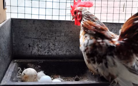 Du nhập vào Việt Nam mới trên dưới 10 năm nay, song giống gà tre Serama đã tạo ra một cơn sốt trong giới chơi gà cảnh.