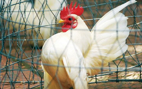 Gà Serama thuộc loại “hàng hiếm” ở Việt Nam.